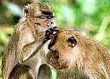 longtailedmacaque1.bmp image by ItchyMicchi